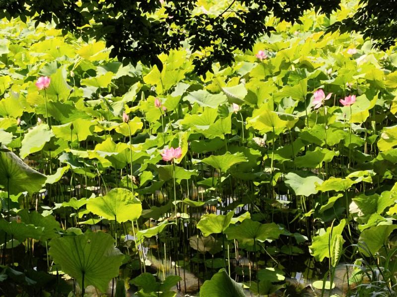 新鲜荷叶无农药