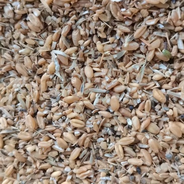碎小麦养殖鸡鸭鹅专用
