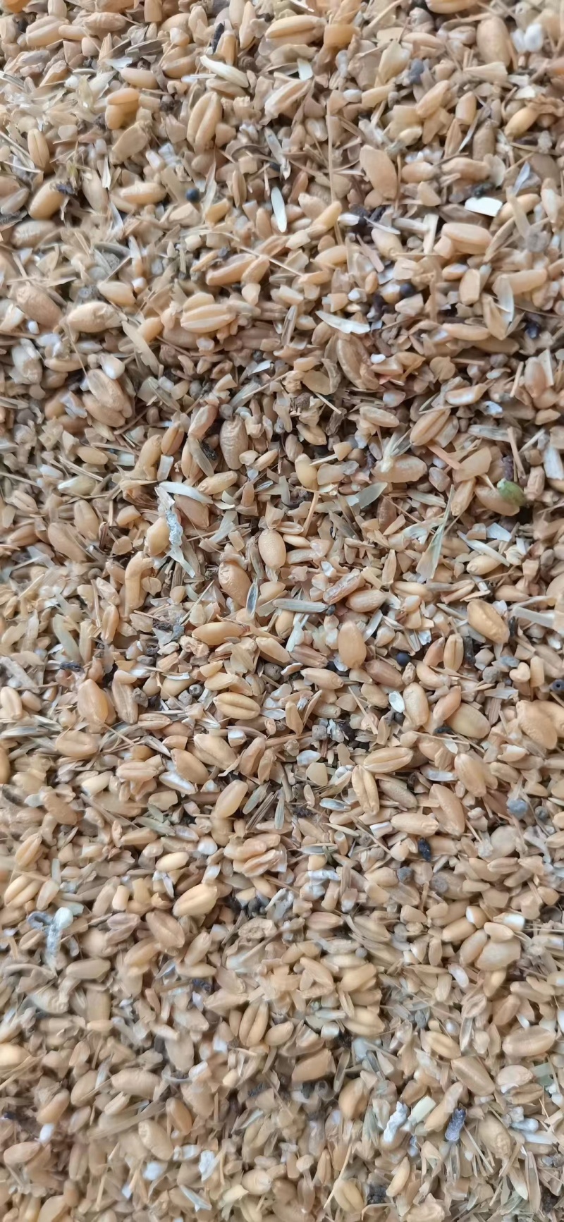 碎小麦养殖鸡鸭鹅专用