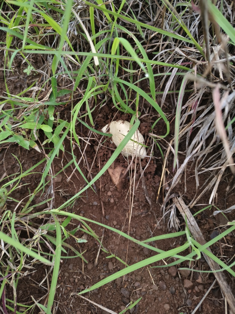 野生优质鸡枞菌黑盖鸡枞菌白盖鸡枞菌黄盖鸡枞菌