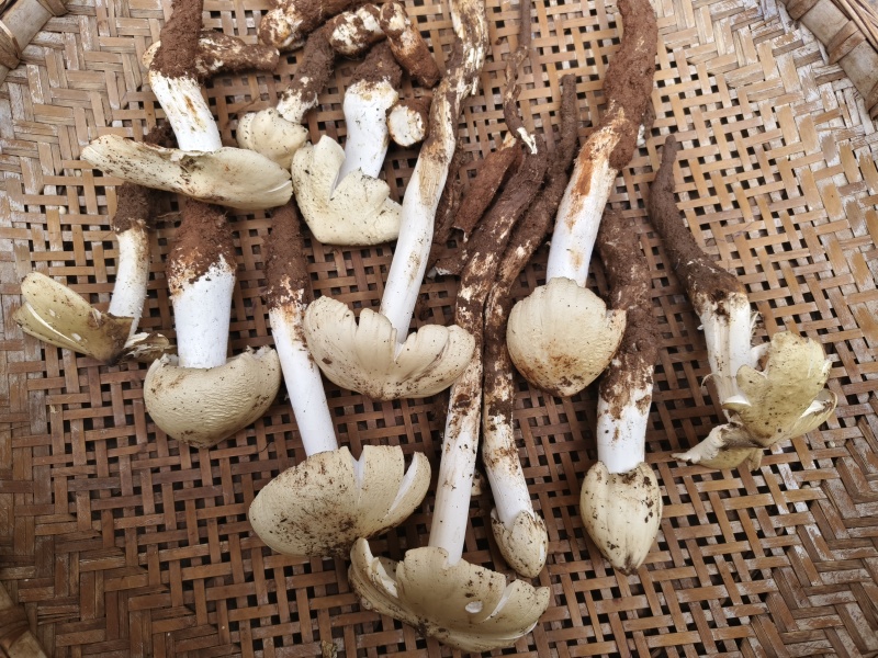 野生优质鸡枞菌黑盖鸡枞菌白盖鸡枞菌黄盖鸡枞菌