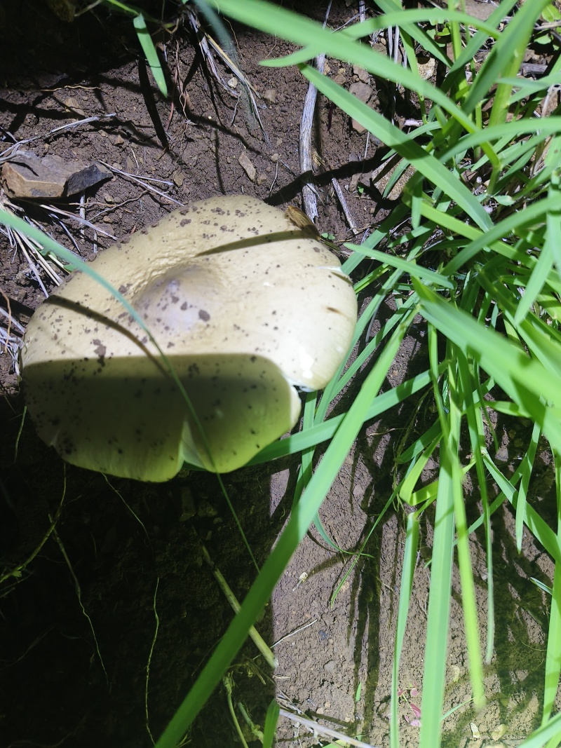 野生优质鸡枞菌黑盖鸡枞菌白盖鸡枞菌黄盖鸡枞菌