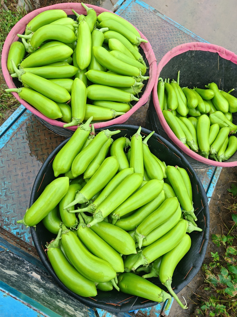 大家好，我这里有大量青茄，质量优，价格便宜，欢迎各位老板