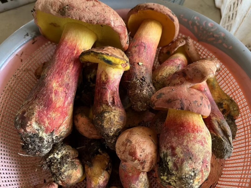 野生菌