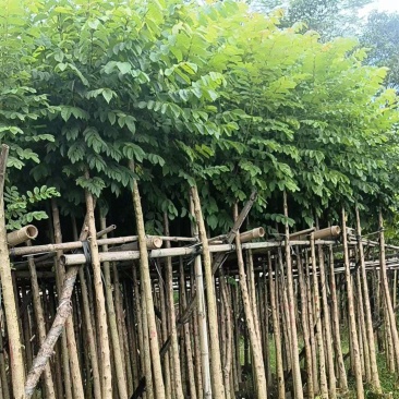 火焰木