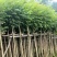 火焰木