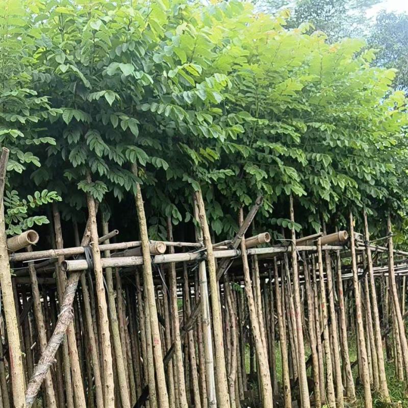 火焰木