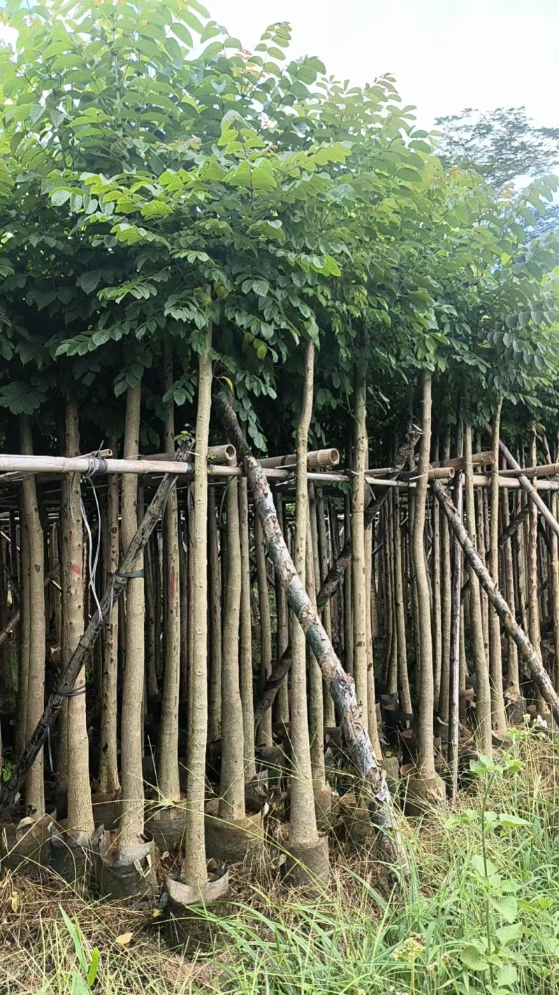 火焰木