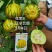 花荣8甜瓜种子特甜花皮绿肉高糖杂交甜瓜种籽大果硬度高