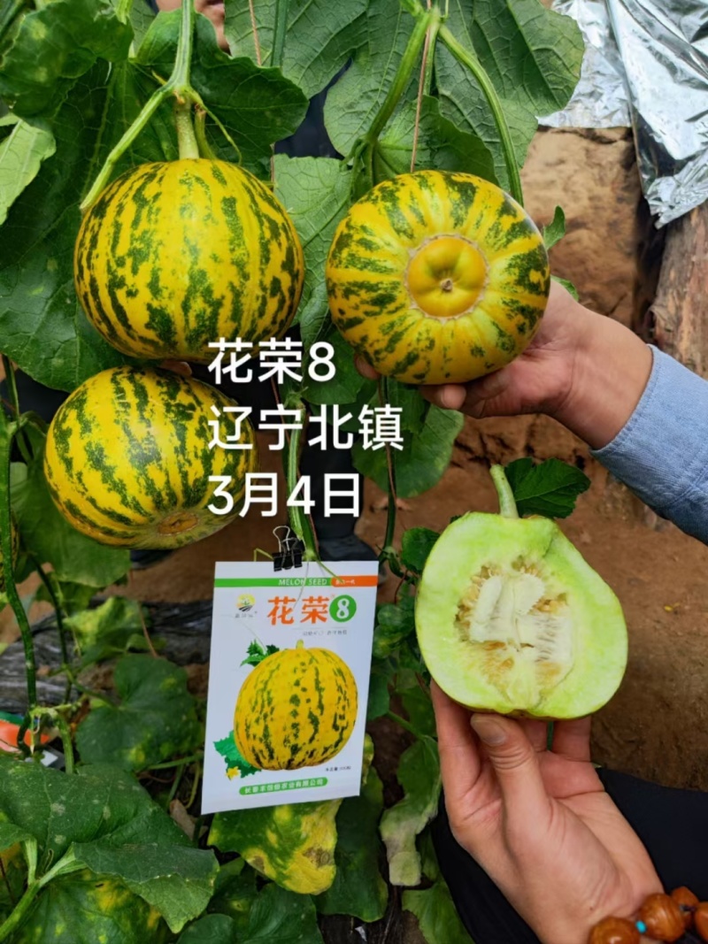 花荣8甜瓜种子特甜花皮绿肉高糖杂交甜瓜种籽大果硬度高