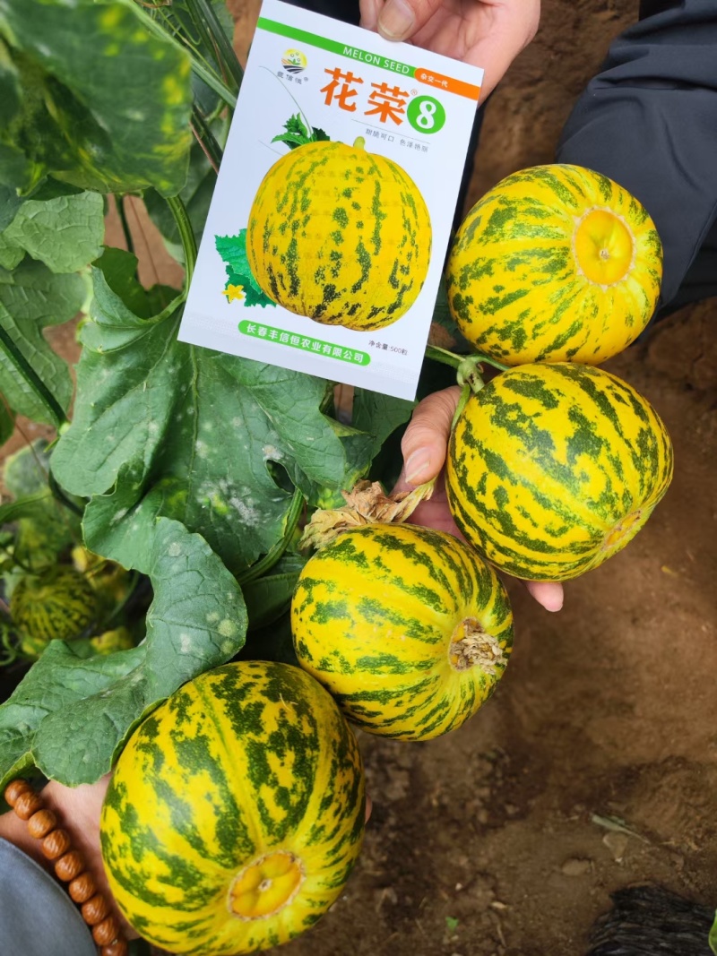 花荣8甜瓜种子特甜花皮绿肉高糖杂交甜瓜种籽大果硬度高