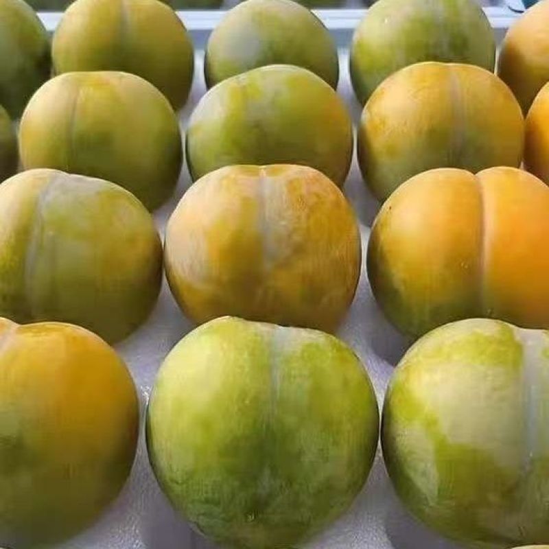 蜂糖李～一件代发贵州六马蜂糖李～精品电商果对接各大电商