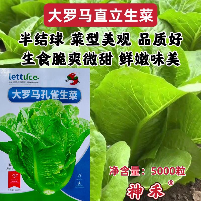 大罗马生菜种子四季大颗孔雀菜种子半结球生菜种籽庭院阳台