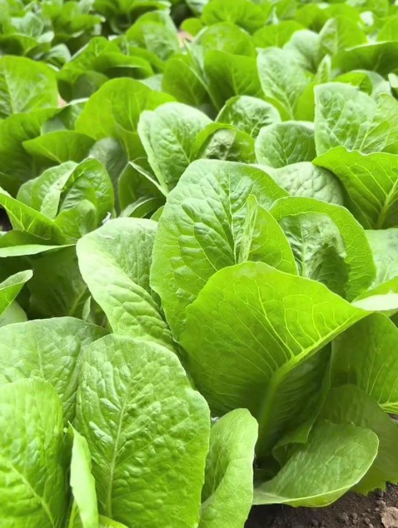 大罗马生菜种子四季大颗孔雀菜种子半结球生菜种籽庭院阳台