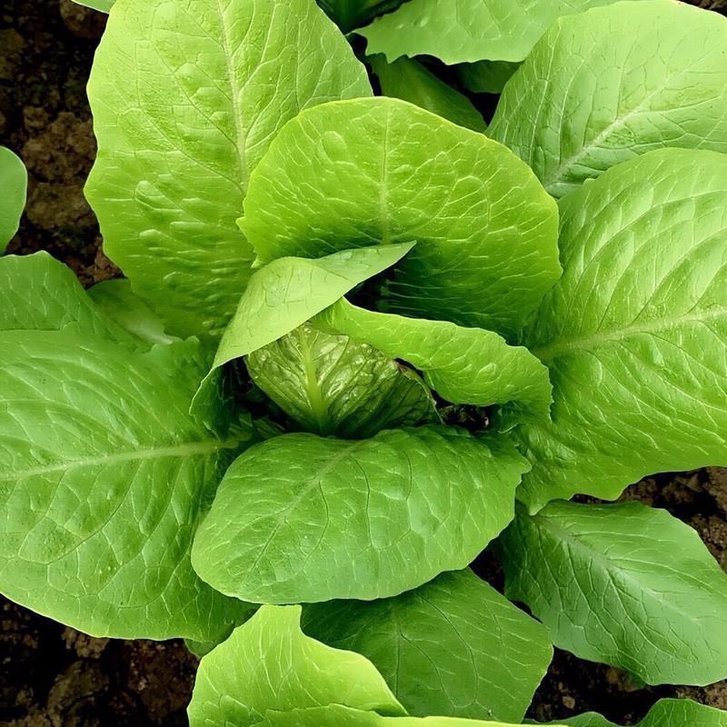 大罗马生菜种子四季大颗孔雀菜种子半结球生菜种籽庭院阳台