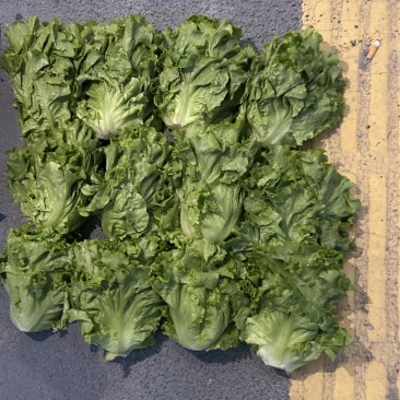 【甄选】精品生菜意大利生菜一手货源视频看货保质保量