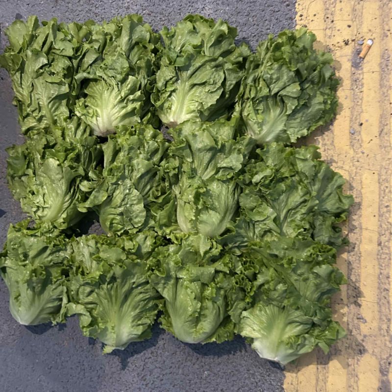 【甄选】精品生菜意大利生菜一手货源视频看货保质保量