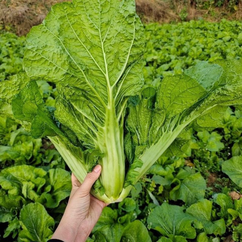 大肉包心芥菜种子中早熟包心芥菜抗病耐热耐湿春秋季播蔬菜