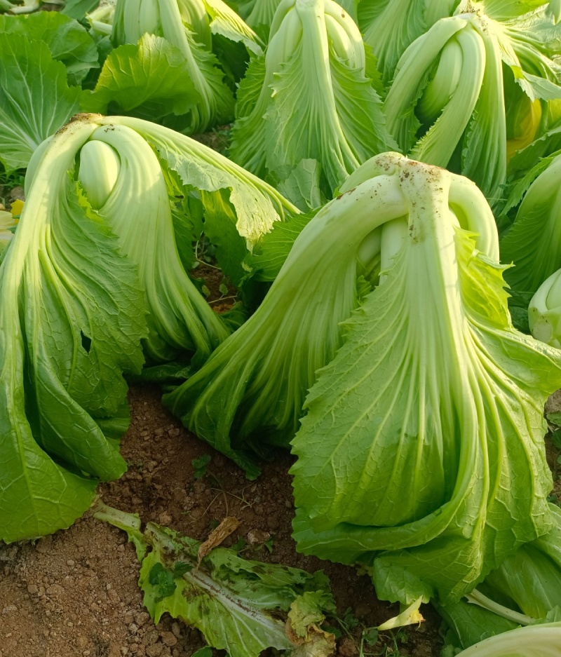 大肉包心芥菜种子中早熟包心芥菜抗病耐热耐湿春秋季播蔬菜