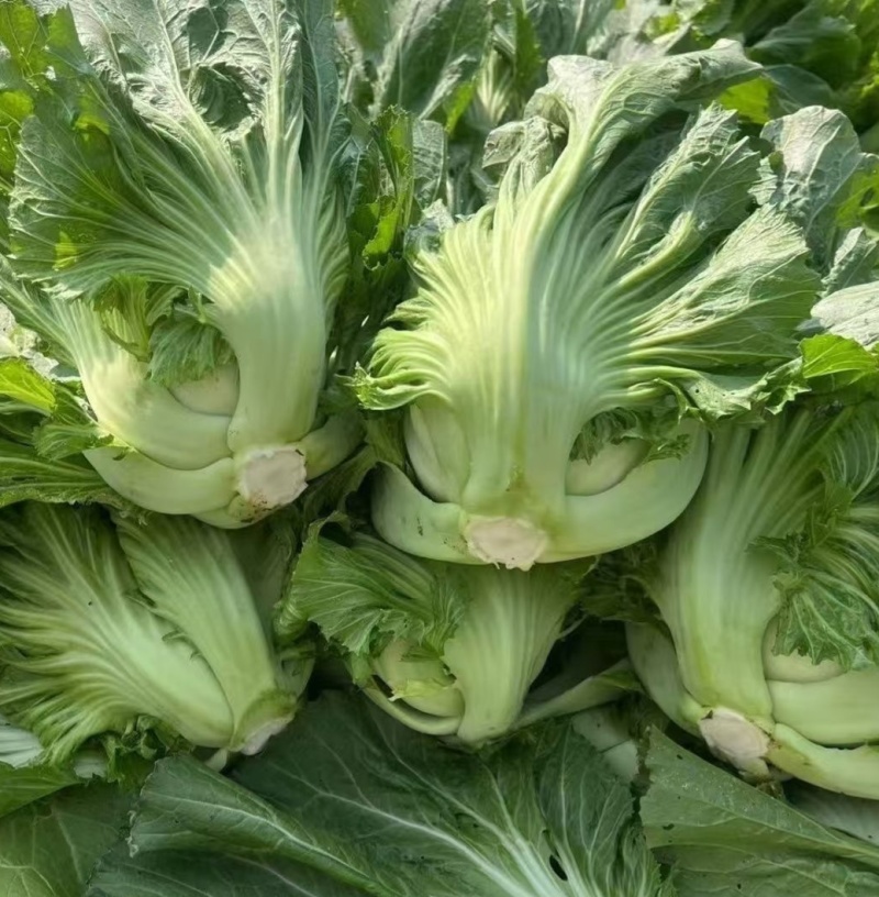 大肉包心芥菜种子中早熟包心芥菜抗病耐热耐湿春秋季播蔬菜