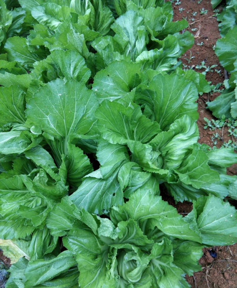大肉包心芥菜种子中早熟包心芥菜抗病耐热耐湿春秋季播蔬菜