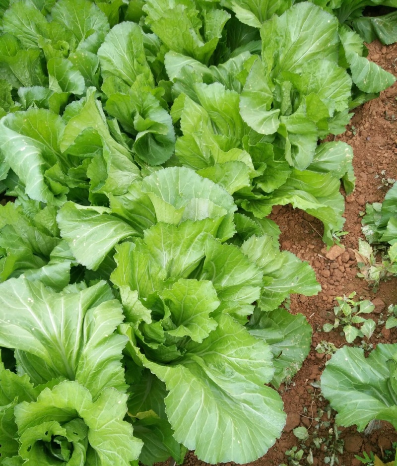 大肉包心芥菜种子中早熟包心芥菜抗病耐热耐湿春秋季播蔬菜