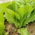大肉包心芥菜种子中早熟包心芥菜抗病耐热耐湿春秋季播蔬菜