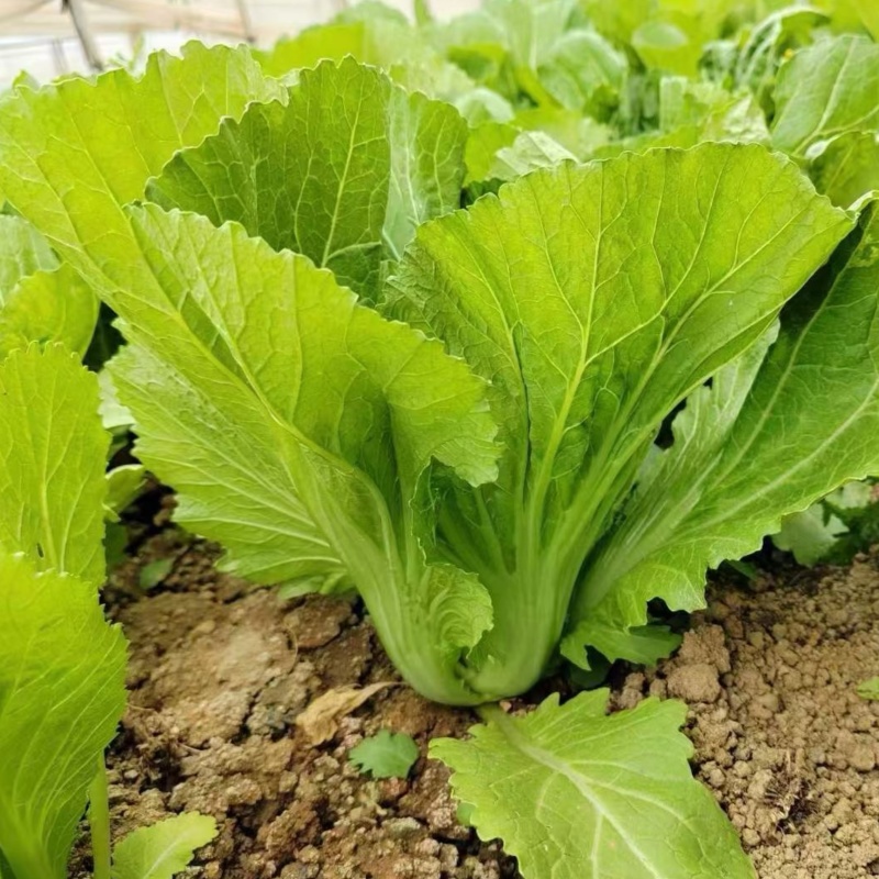 大肉包心芥菜种子中早熟包心芥菜抗病耐热耐湿春秋季播蔬菜