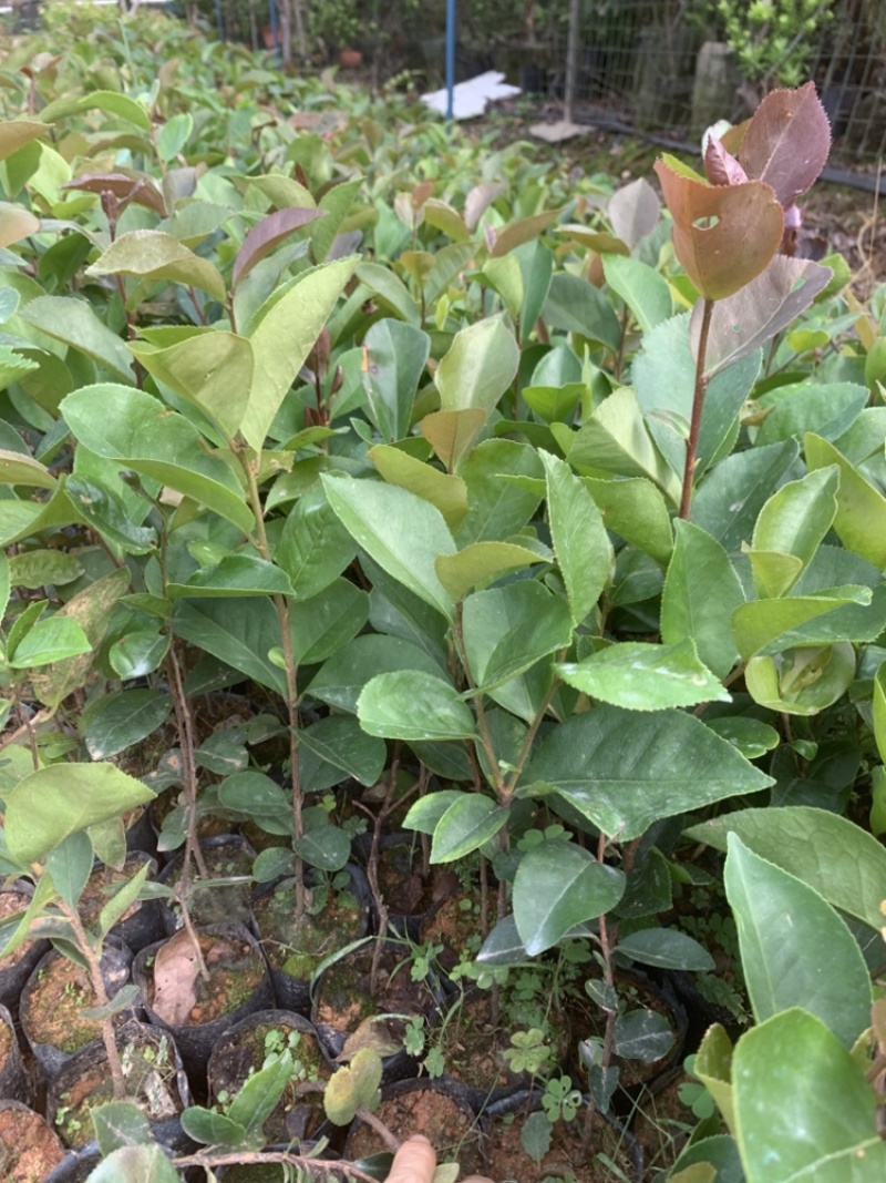 正宗白花油茶袋苗四季常青绿化造林苗园林公程经济复绿苗