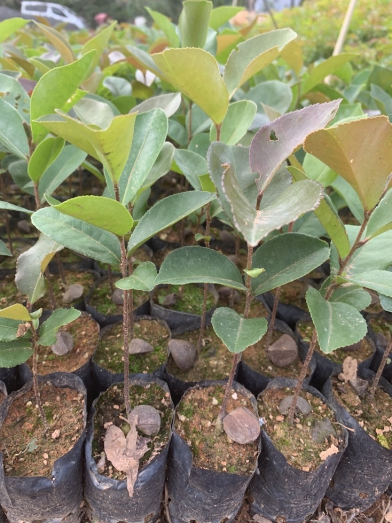 正宗白花油茶袋苗四季常青绿化造林苗园林公程经济复绿苗