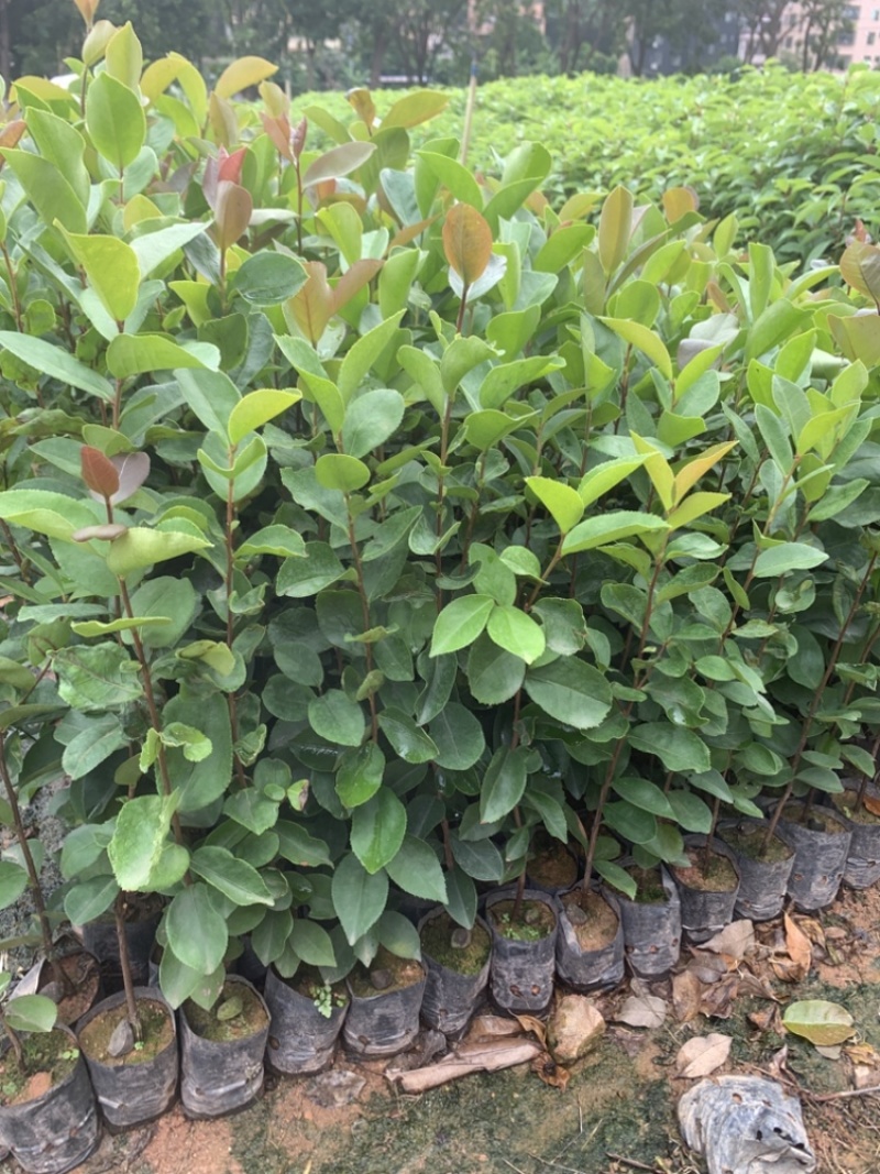 正宗白花油茶袋苗四季常青绿化造林苗园林公程经济复绿苗