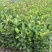 正宗白花油茶袋苗四季常青绿化造林苗园林公程经济复绿苗