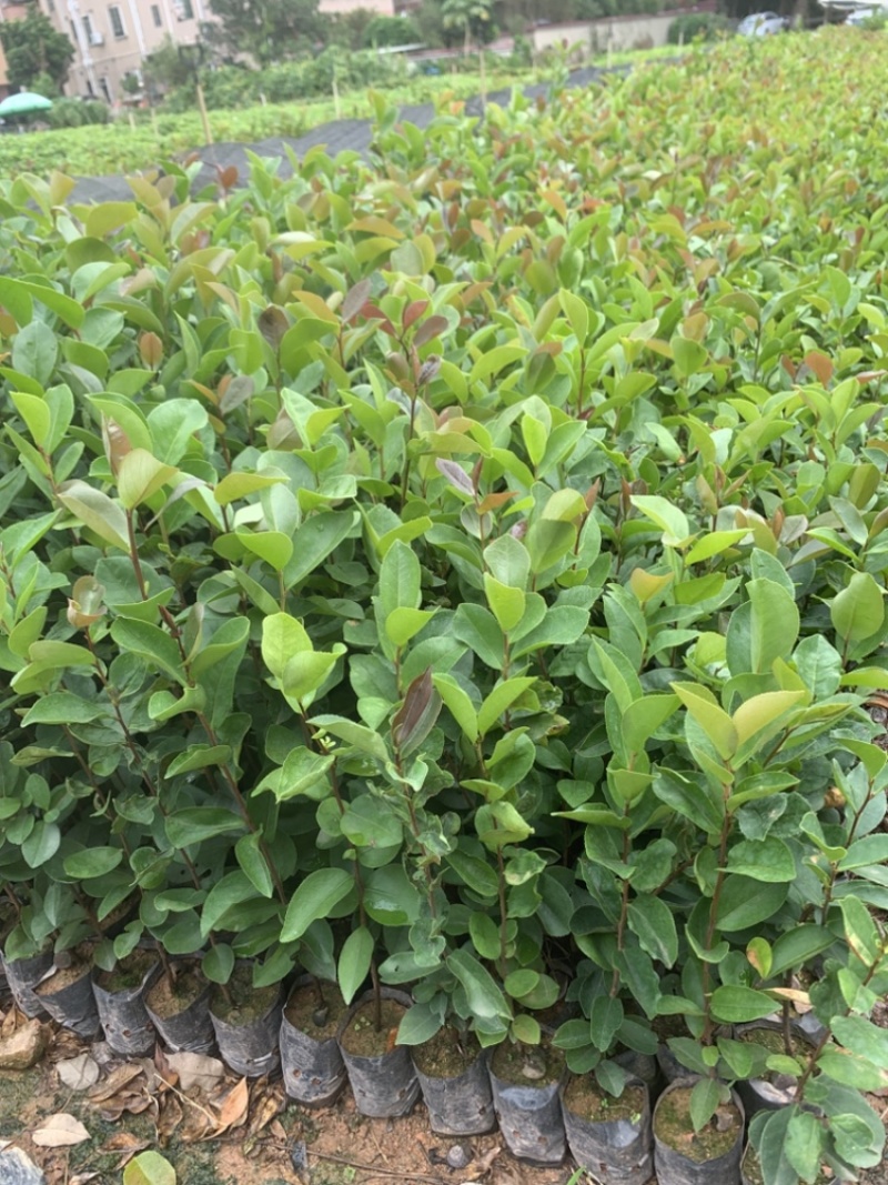 正宗白花油茶袋苗四季常青绿化造林苗园林公程经济复绿苗