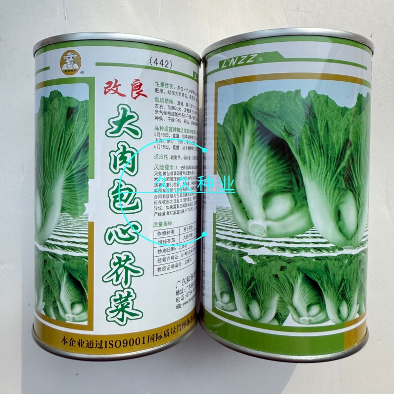 大肉包心芥菜种子中早熟包心芥菜抗病耐热耐湿春秋季播蔬菜