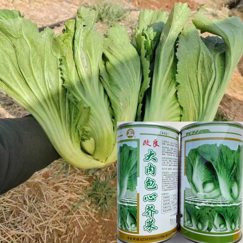 大肉包心芥菜种子中早熟包心芥菜抗病耐热耐湿春秋季播蔬菜