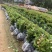 正宗白花油茶袋苗四季常青绿化造林苗园林公程经济复绿苗