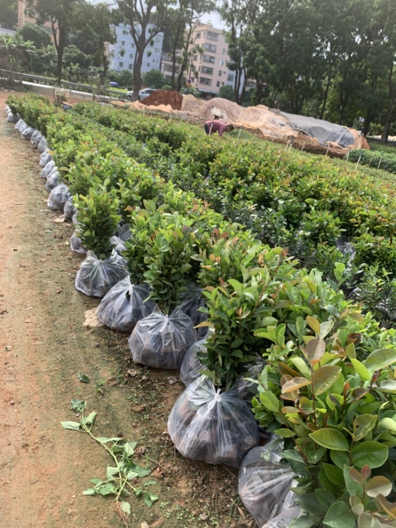 正宗白花油茶袋苗四季常青绿化造林苗园林公程经济复绿苗