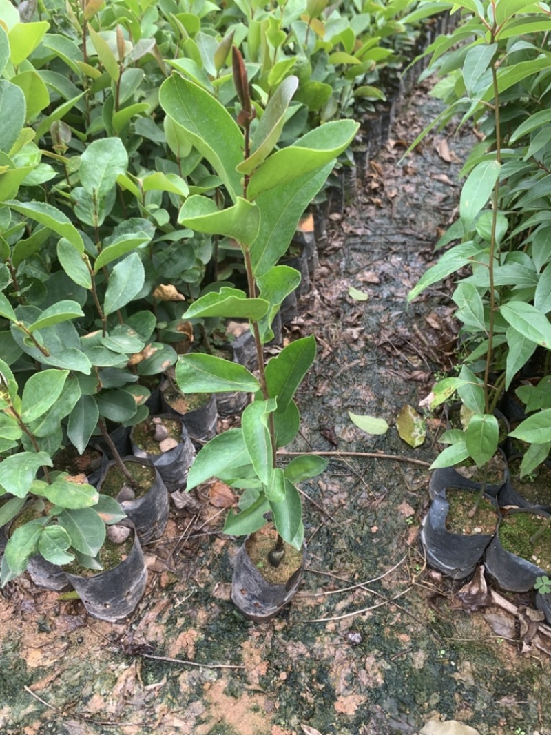 正宗白花油茶袋苗四季常青绿化造林苗园林公程经济复绿苗
