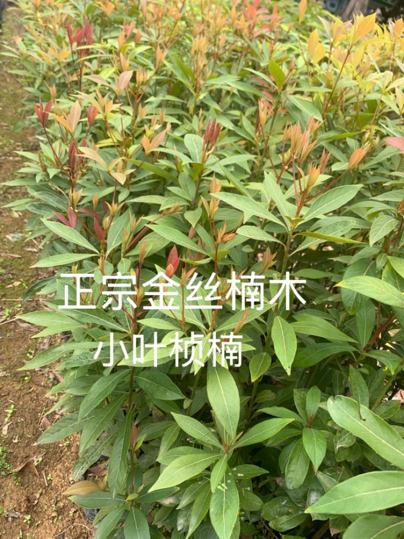 正宗金丝楠木树苗名贵树木桢楠小叶桢楠基地直销苗木带货