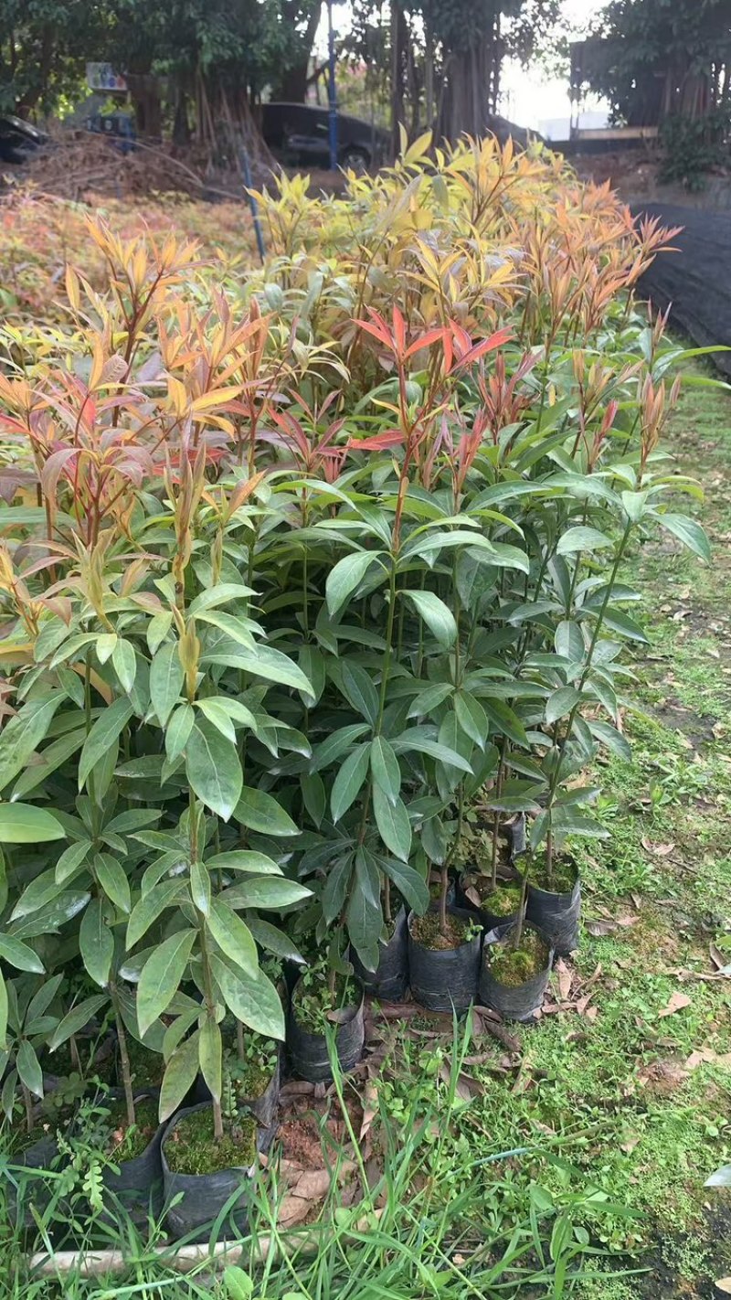 正宗金丝楠木树苗名贵树木桢楠小叶桢楠基地直销苗木带货