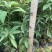 正宗金丝楠木树苗名贵树木桢楠小叶桢楠基地直销苗木带货