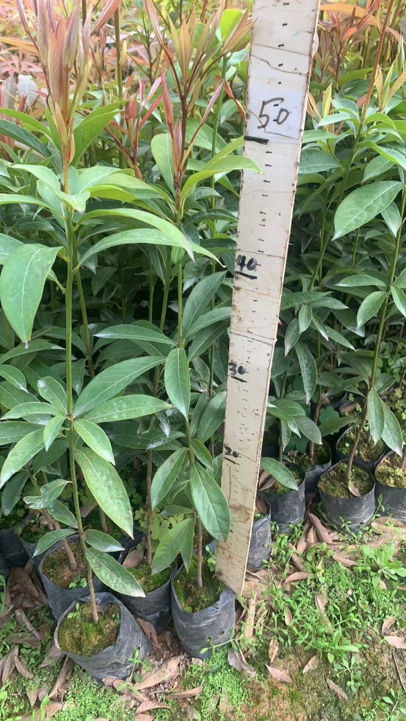 正宗金丝楠木树苗名贵树木桢楠小叶桢楠基地直销苗木带货