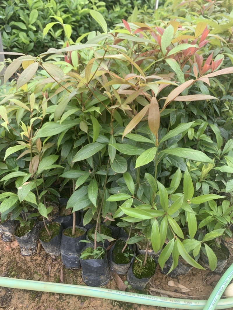 正宗金丝楠木树苗名贵树木桢楠小叶桢楠基地直销苗木带货