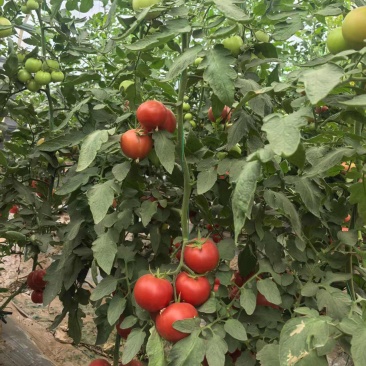 航丰金航100高秧大果型粉红番茄种子中早熟硬度好耐裂抗病