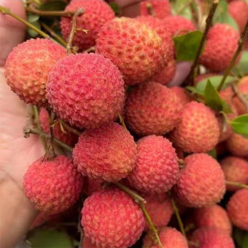 果园直销桂味荔枝