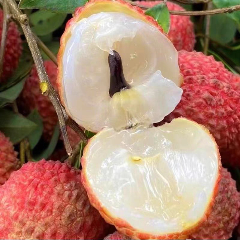 果园直销桂味荔枝