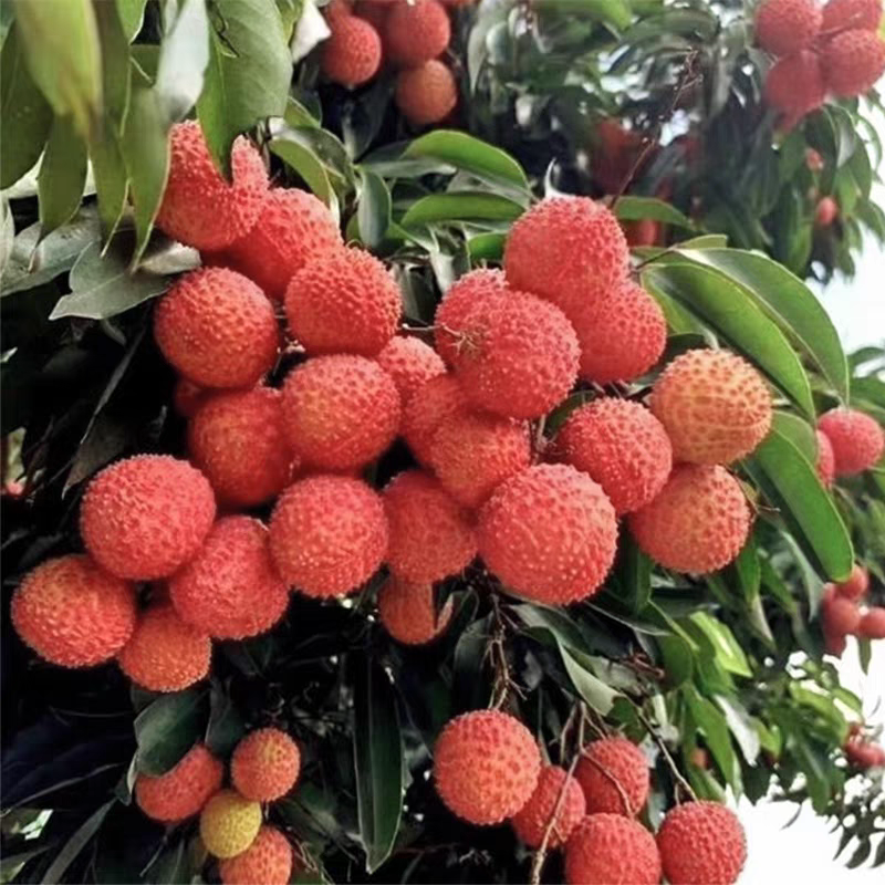 果园直销桂味荔枝