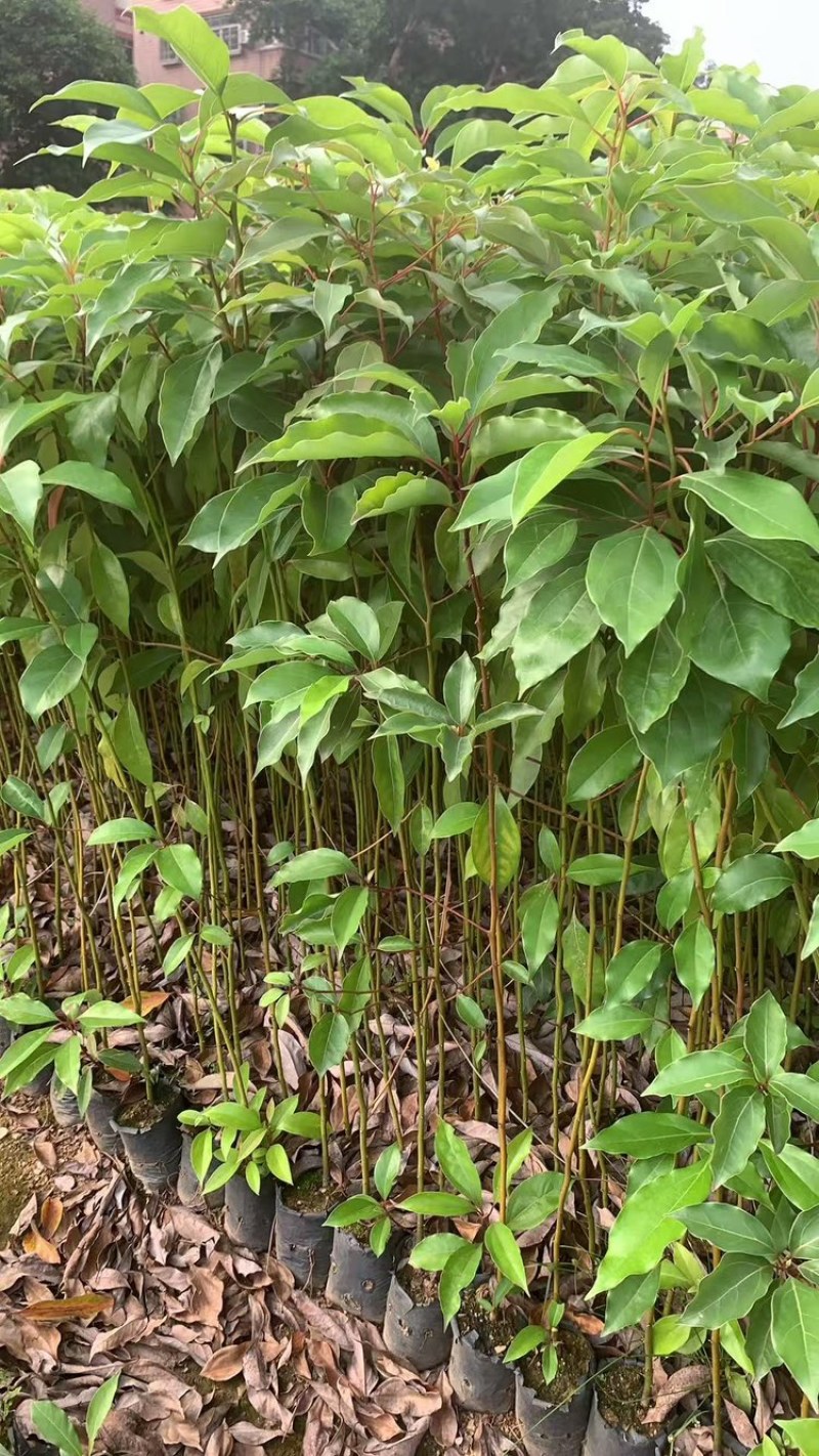 香樟树苗本地樟树优质好苗广州基地直供现货