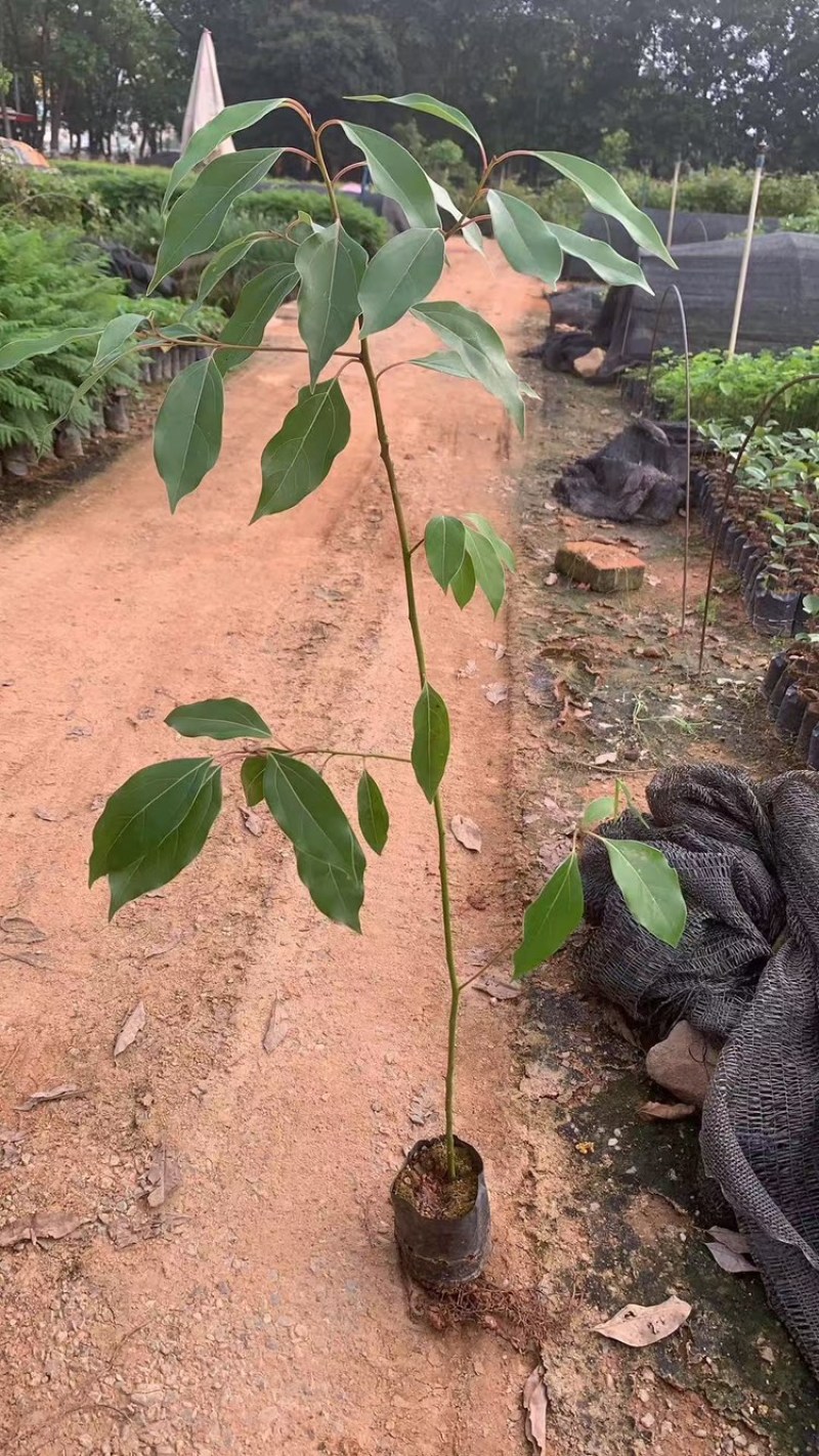 香樟树苗本地樟树优质好苗广州基地直供现货