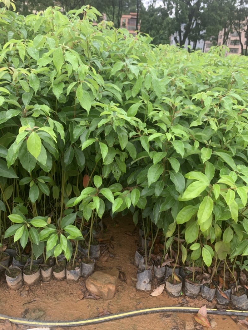 香樟树苗本地樟树优质好苗广州基地直供现货